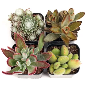 'Fuzzy' Succulent Pack