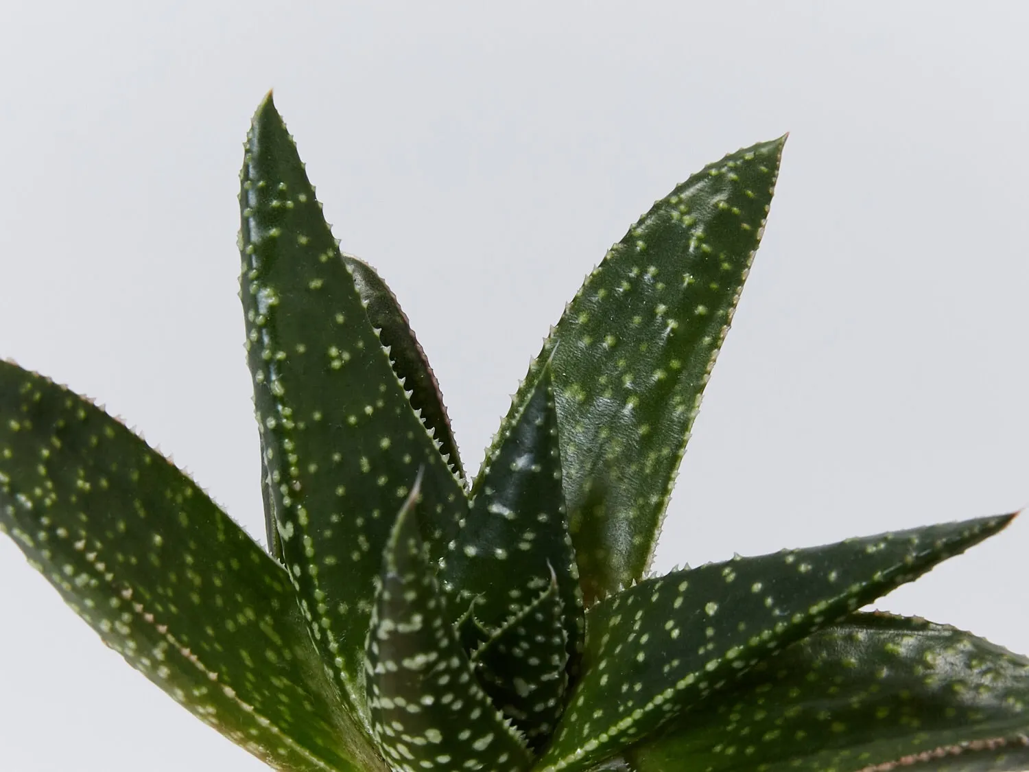 Gasteria Golly