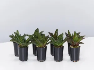 Gasteria Golly