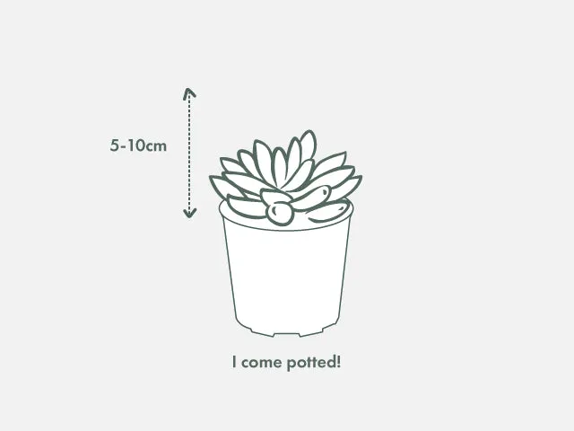 Gasteria Golly