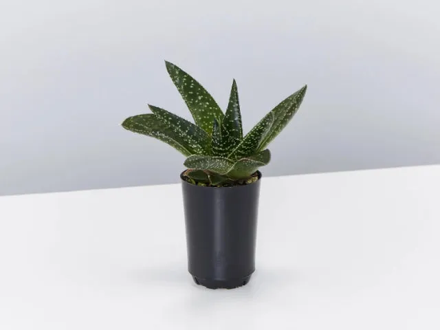 Gasteria Golly