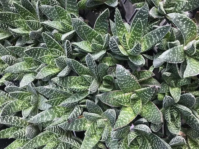 Gasteria Royal Wolfgang