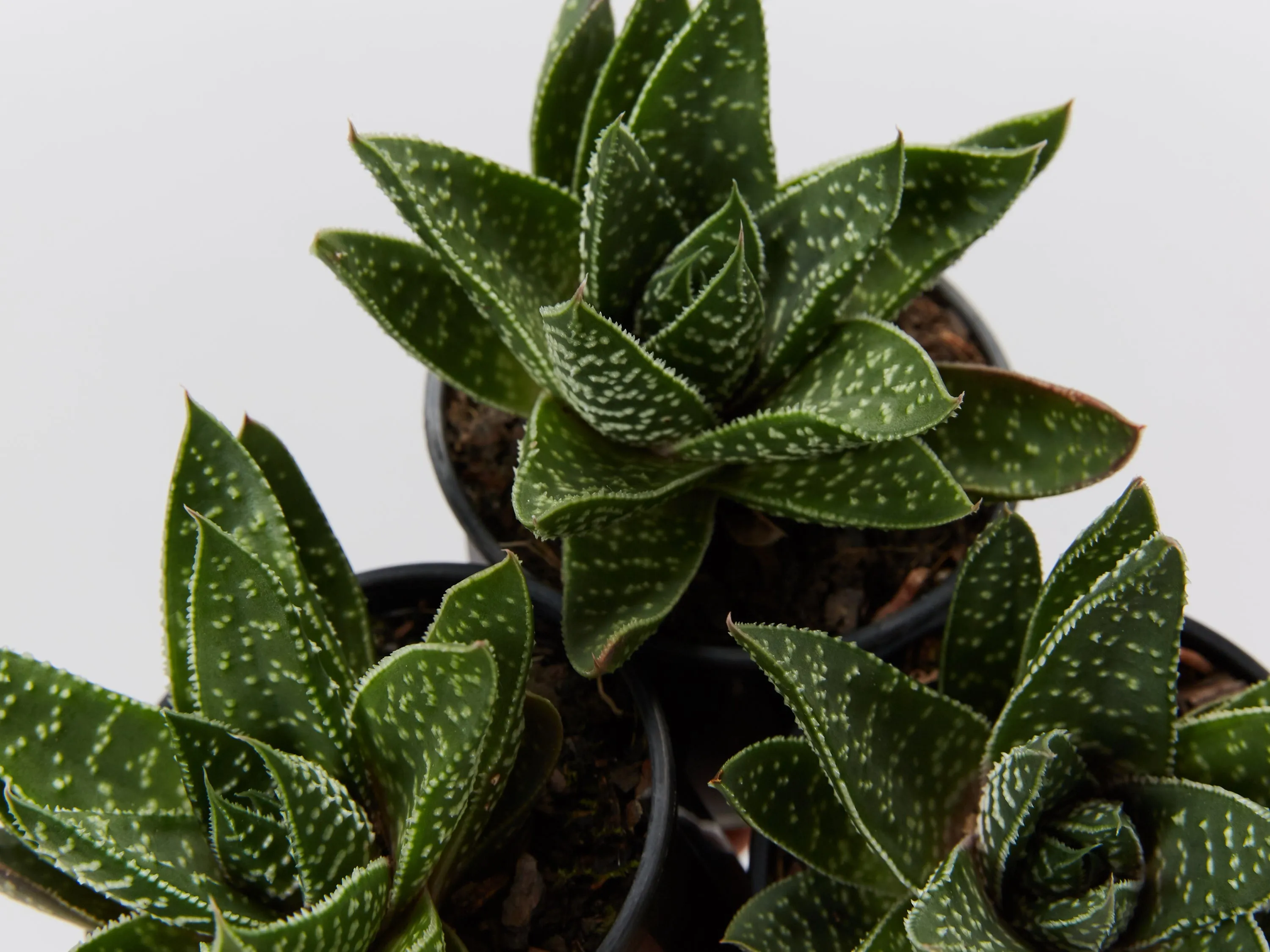 Gasteria Royal Wolfgang