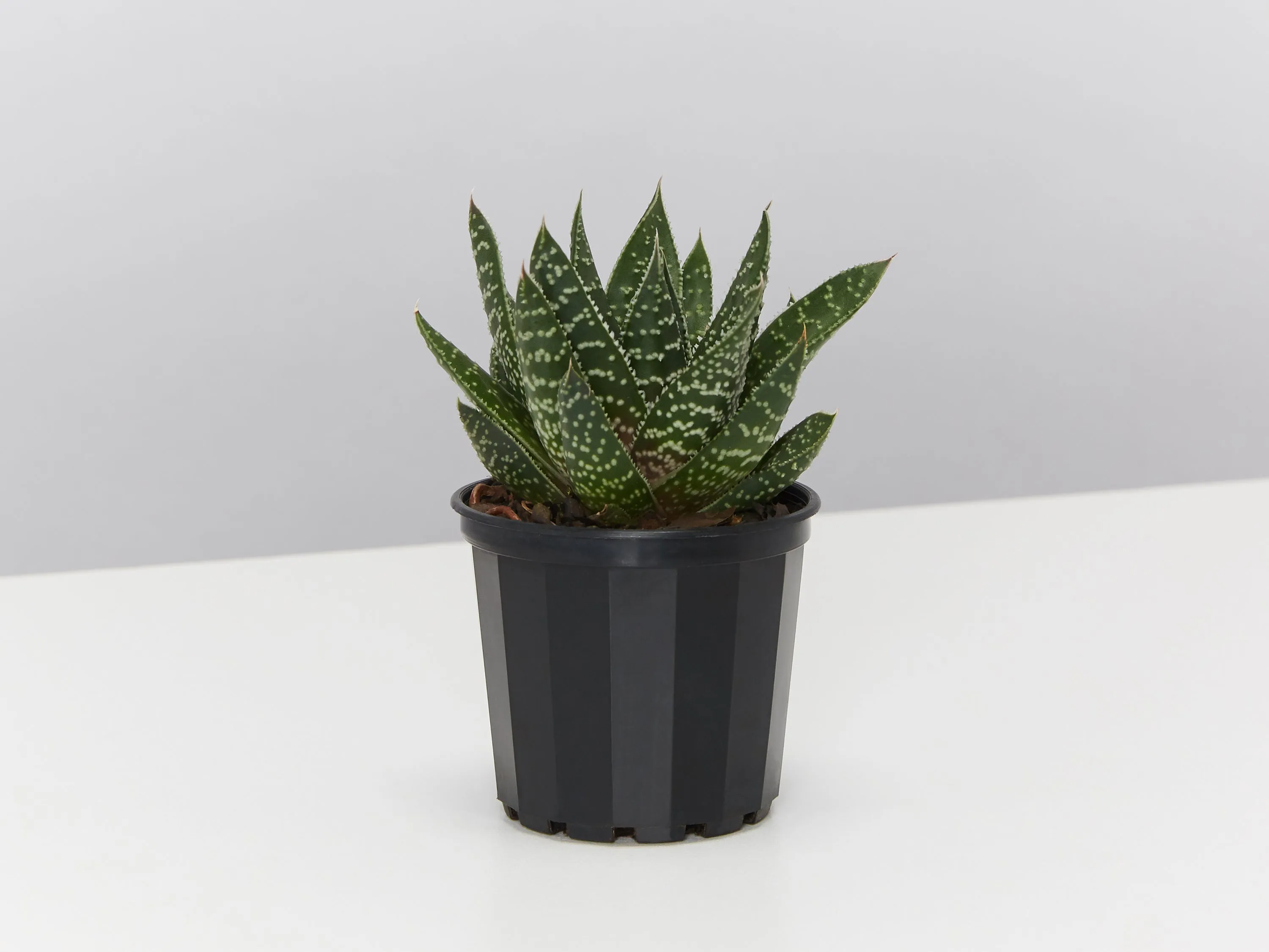 Gasteria Royal Wolfgang