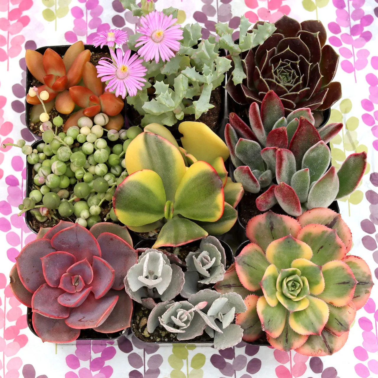 'Gift-Worthy' Succulent Pack