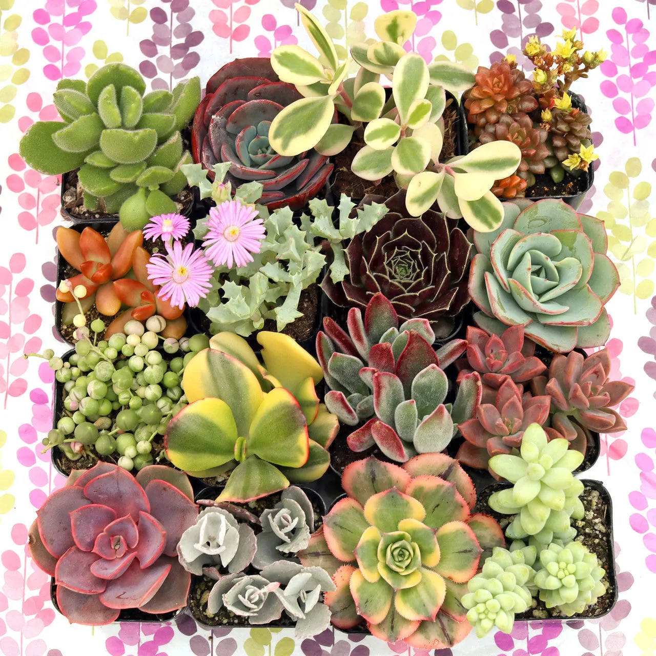 'Gift-Worthy' Succulent Pack