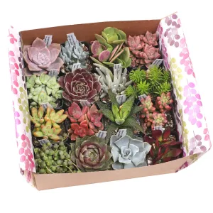 'Gift-Worthy' Succulent Pack