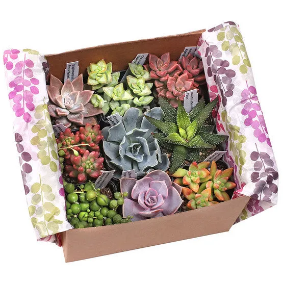 'Gift-Worthy' Succulent Pack