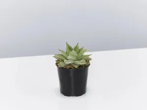Haworthia Spider White