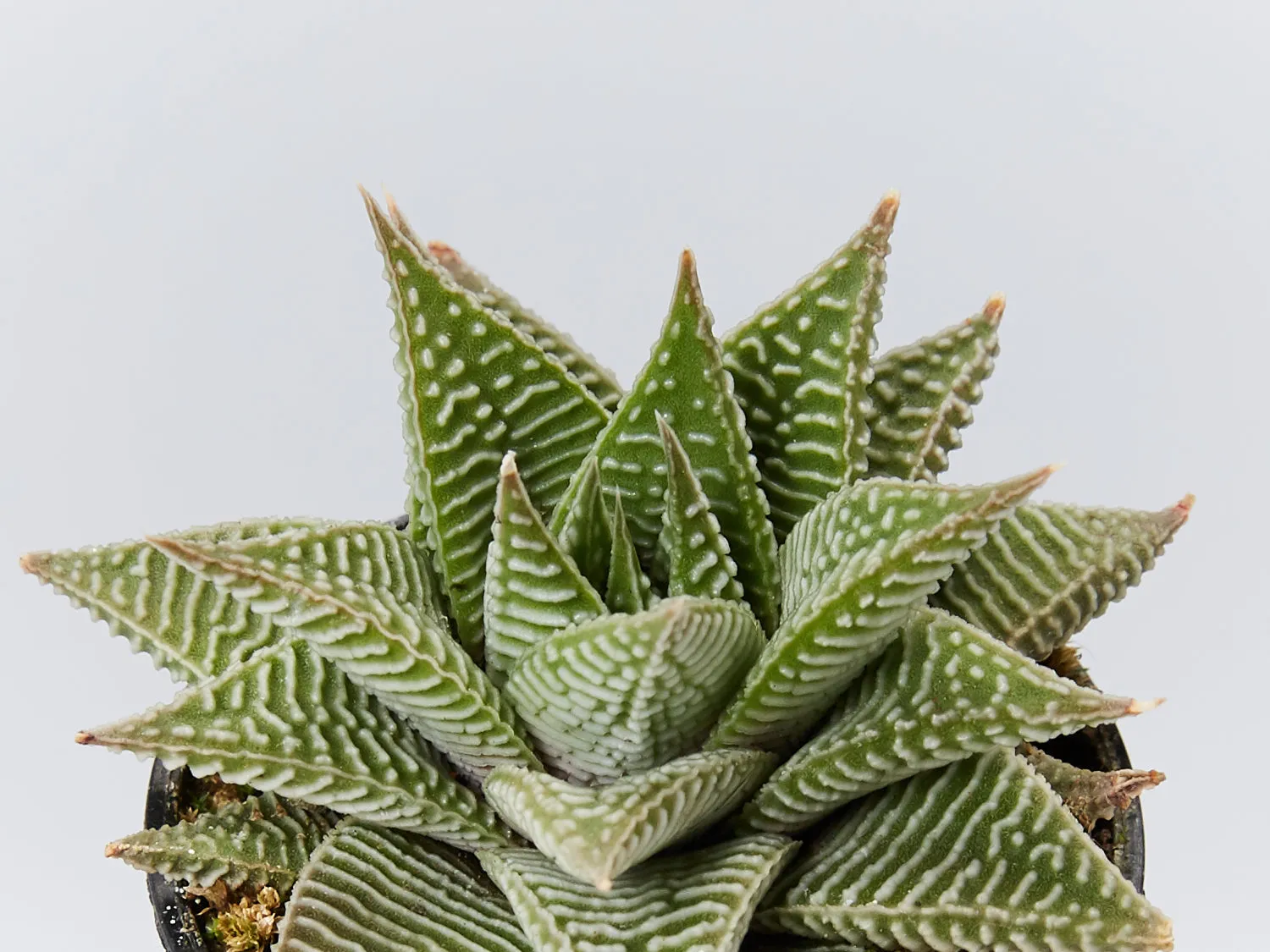 Haworthia Spider White