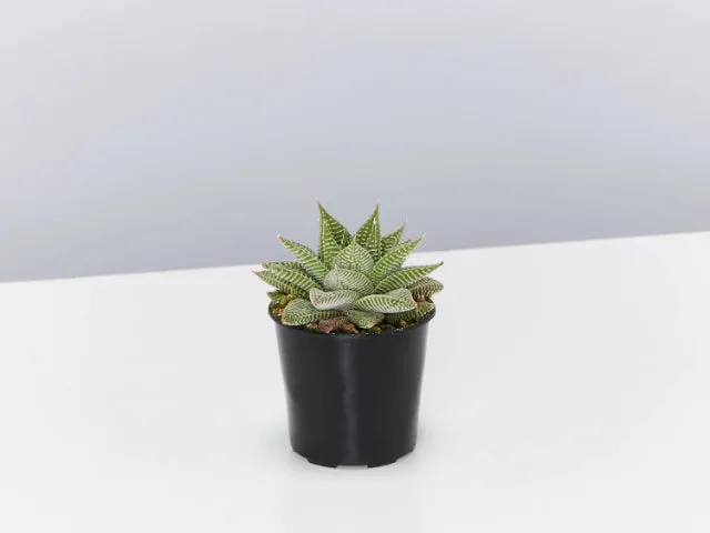 Haworthia Spider White