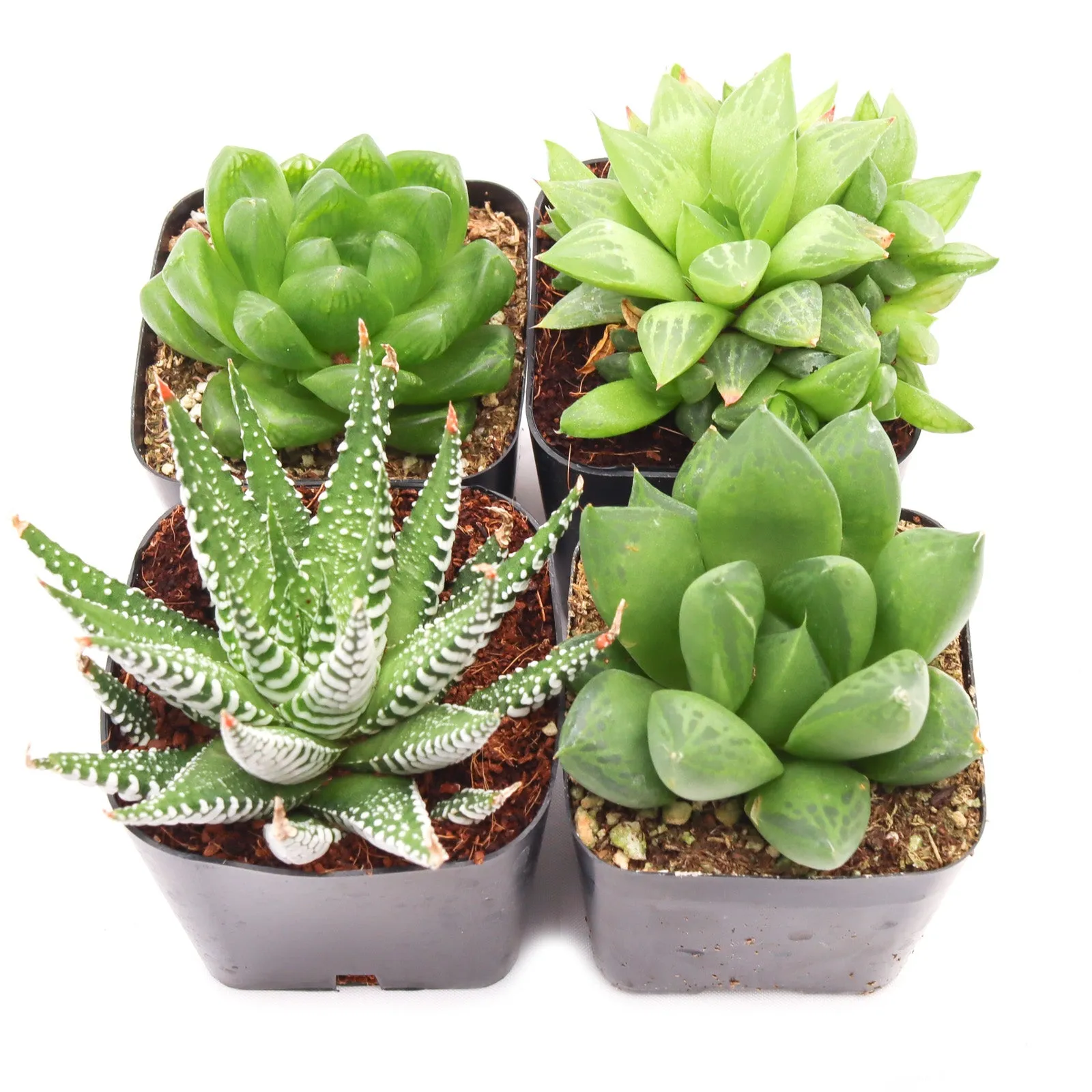 'Haworthia' Succulent Pack