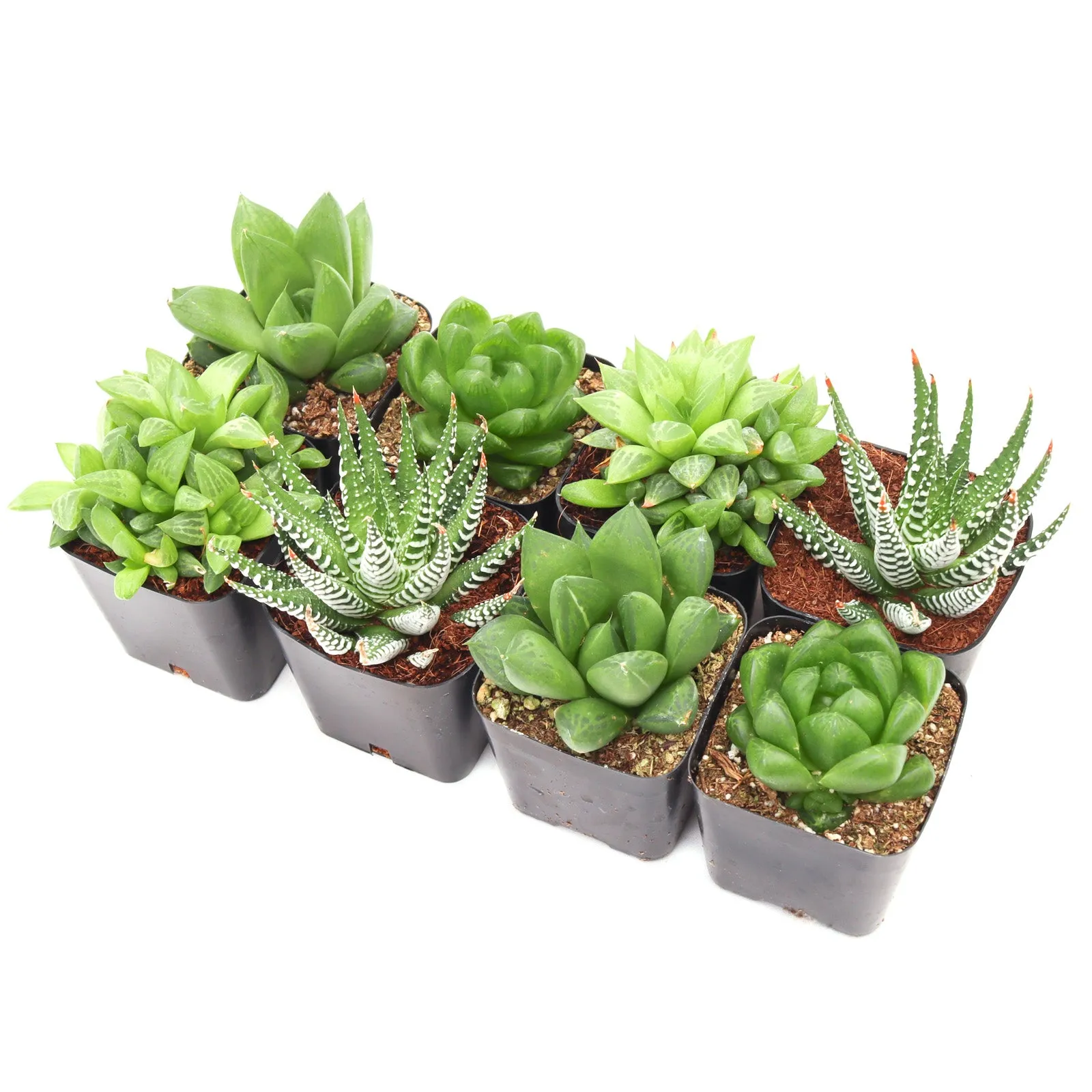 'Haworthia' Succulent Pack