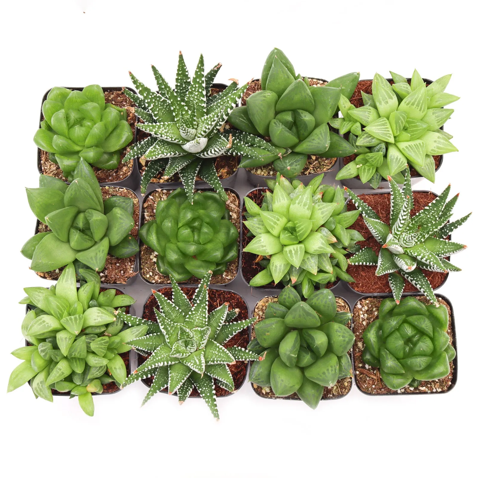 'Haworthia' Succulent Pack