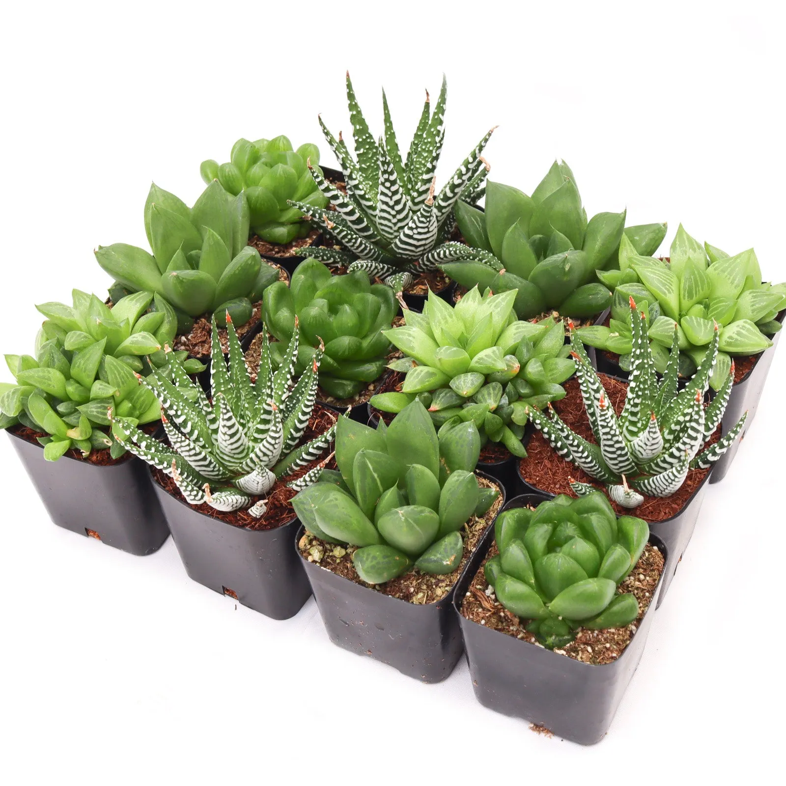 'Haworthia' Succulent Pack
