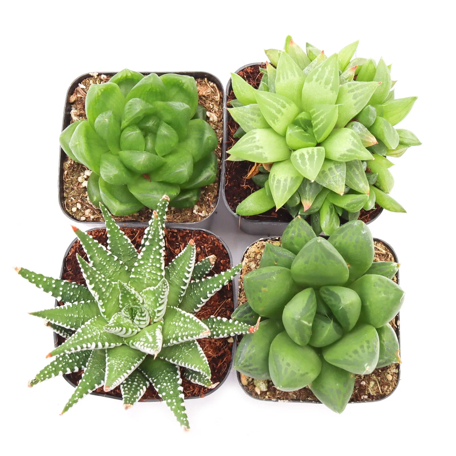 'Haworthia' Succulent Pack