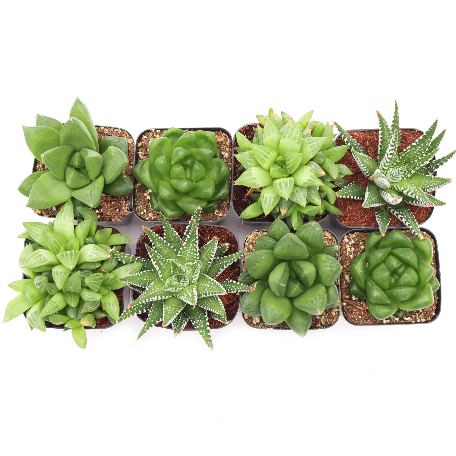 'Haworthia' Succulent Pack