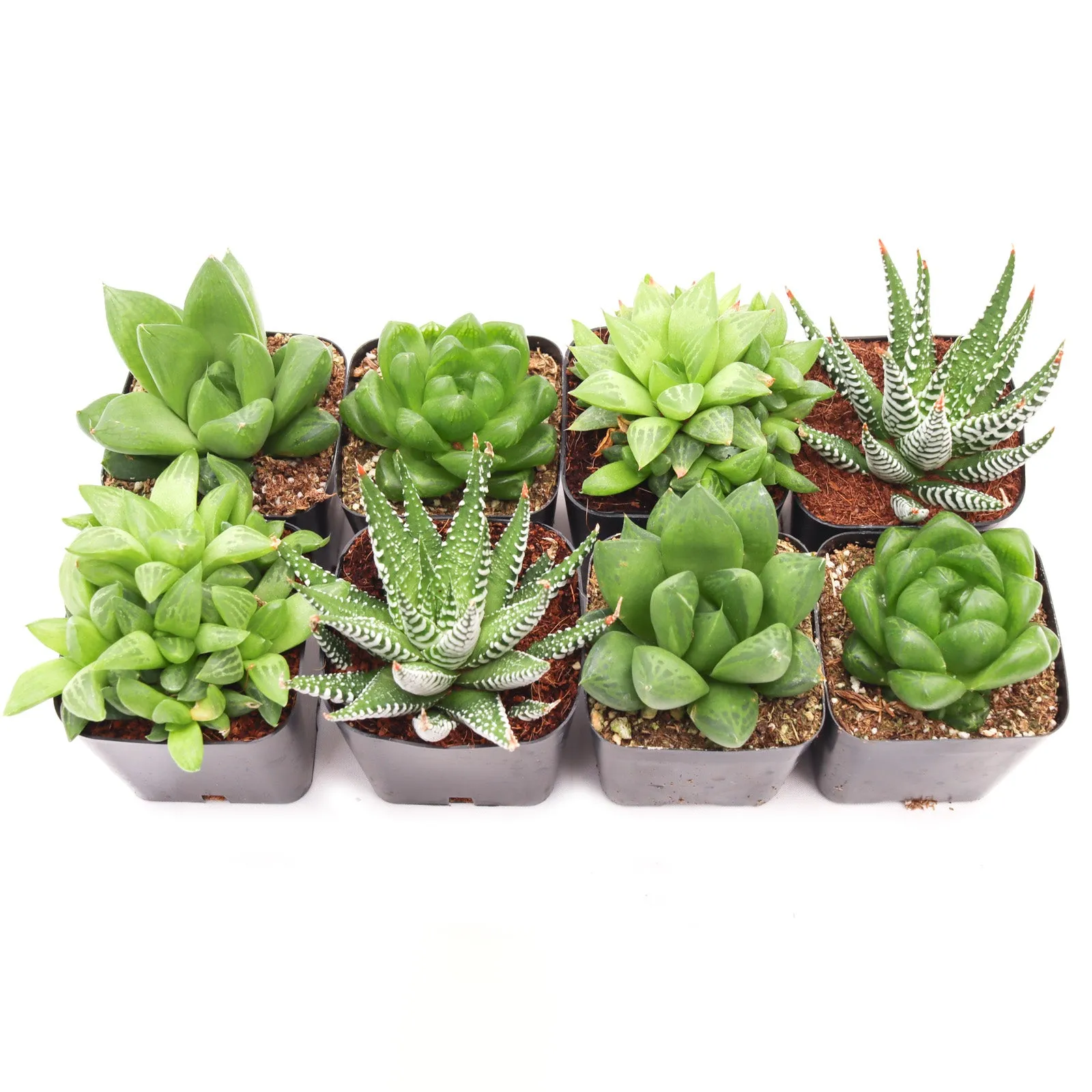 'Haworthia' Succulent Pack