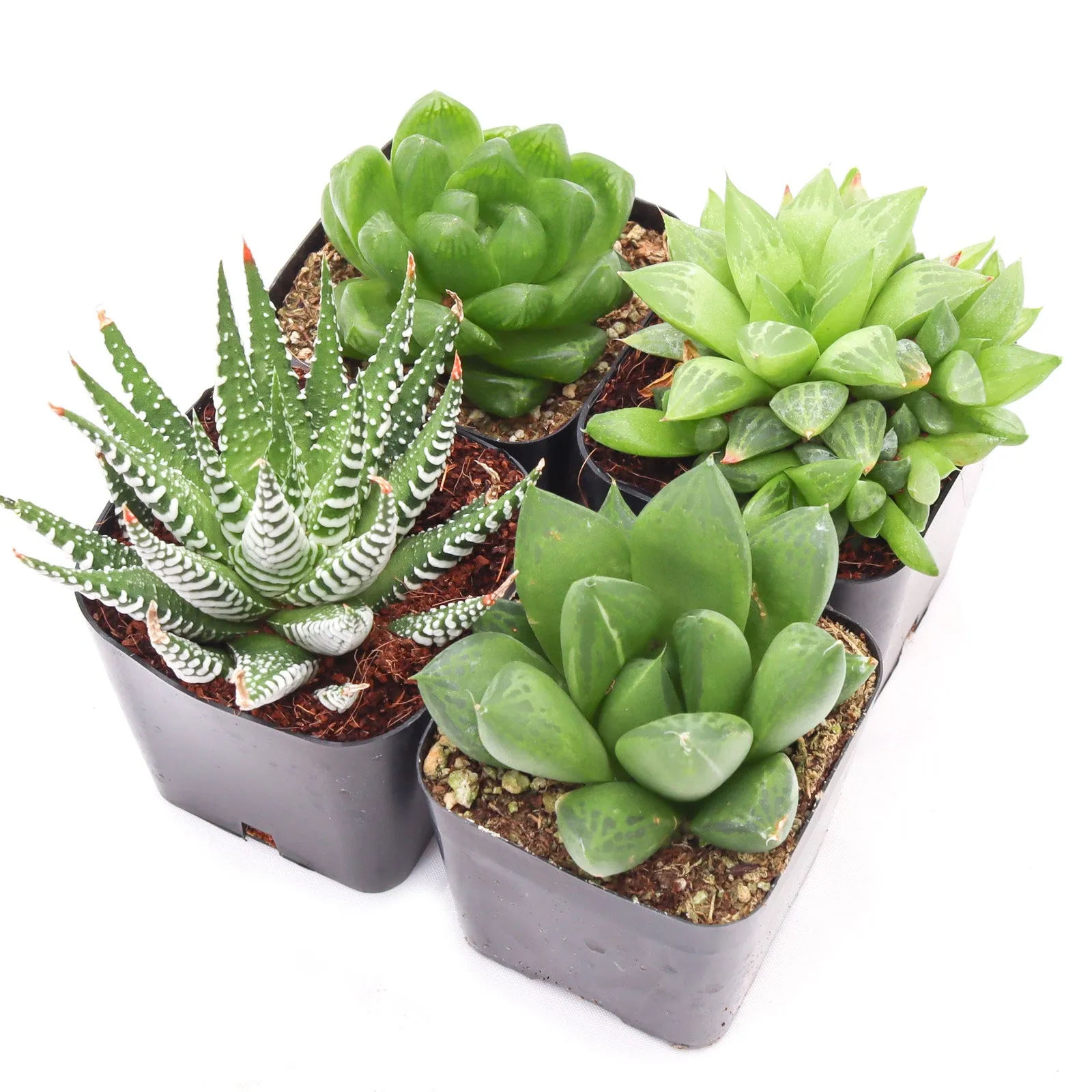 'Haworthia' Succulent Pack