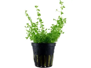 Hemianthus micranthemoides potted Difficulty- Advanced