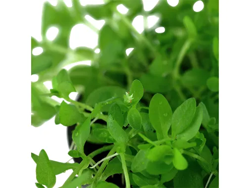 Hemianthus micranthemoides potted Difficulty- Advanced