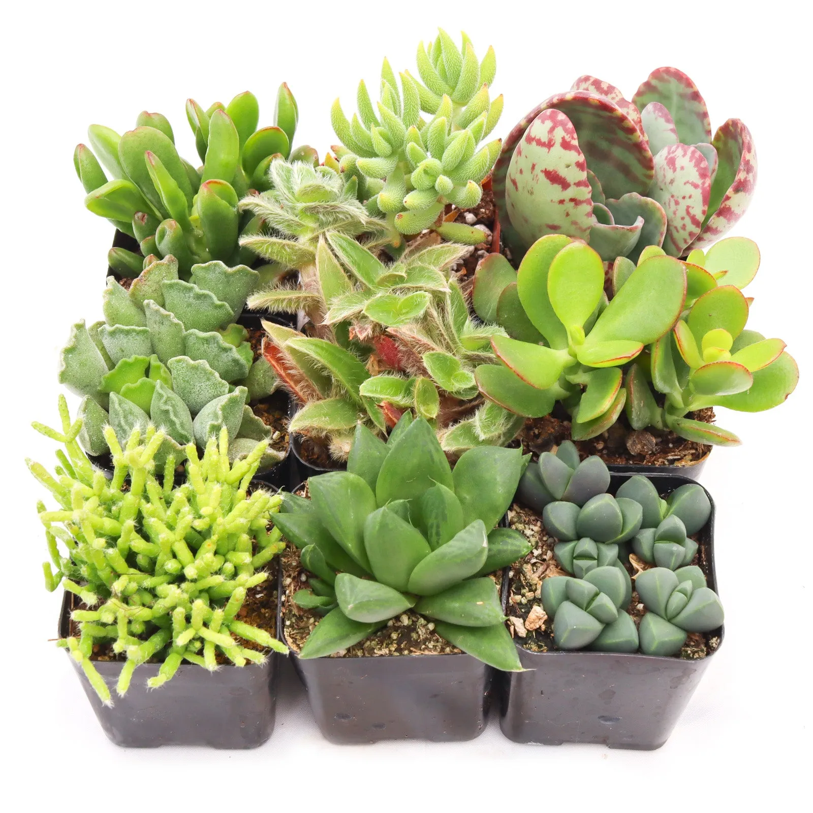 'Indoor' Succulent Pack