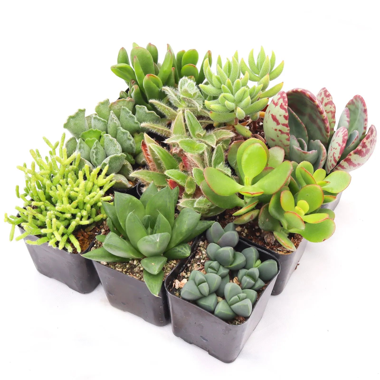'Indoor' Succulent Pack