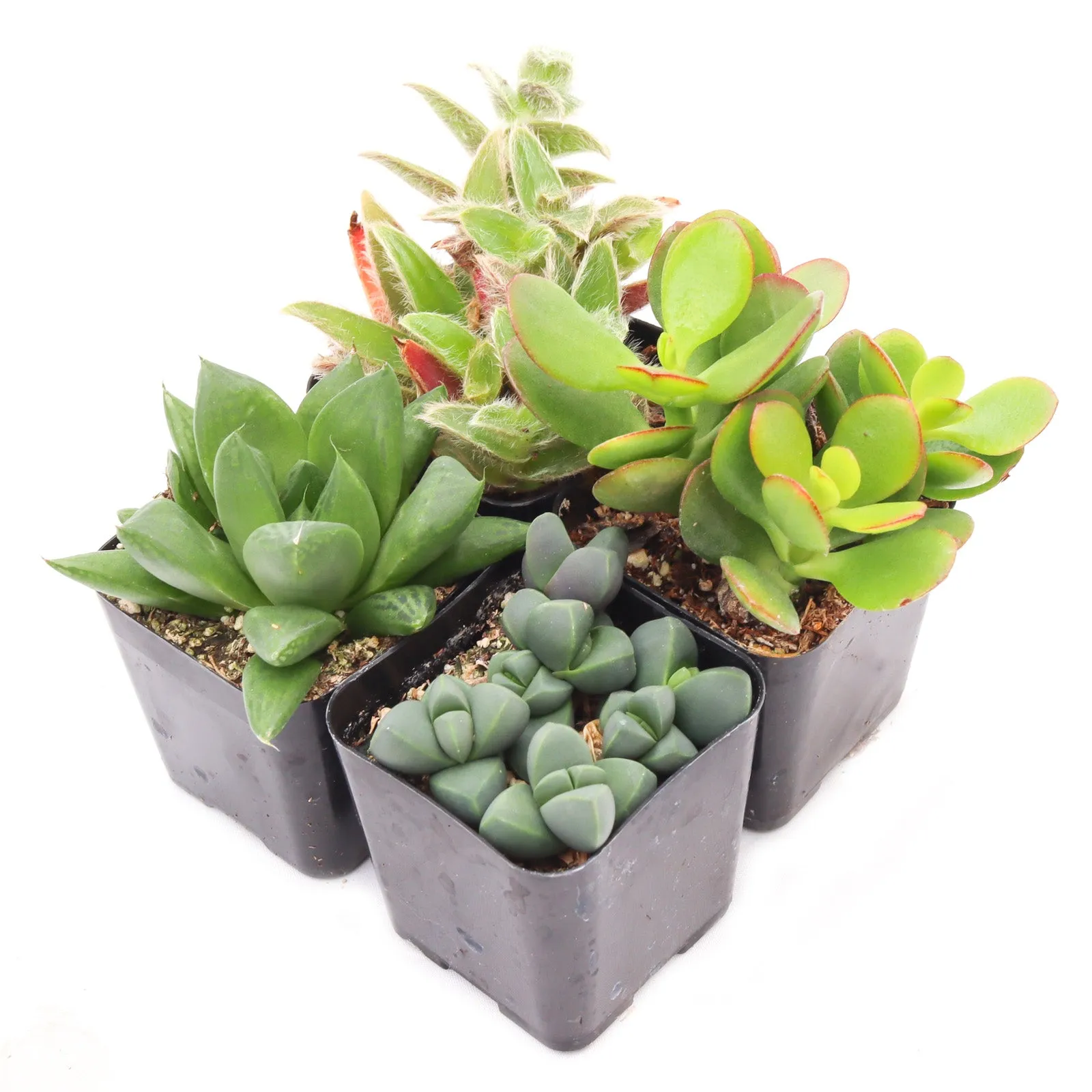 'Indoor' Succulent Pack
