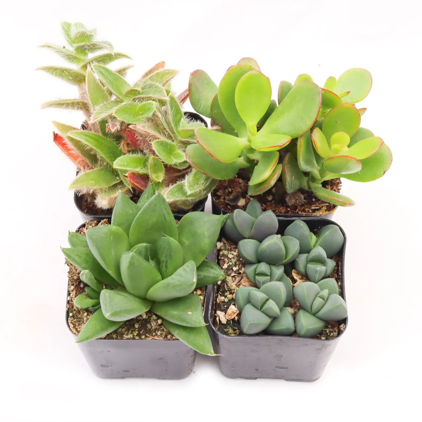 'Indoor' Succulent Pack