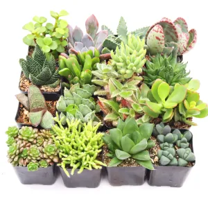 'Indoor' Succulent Pack