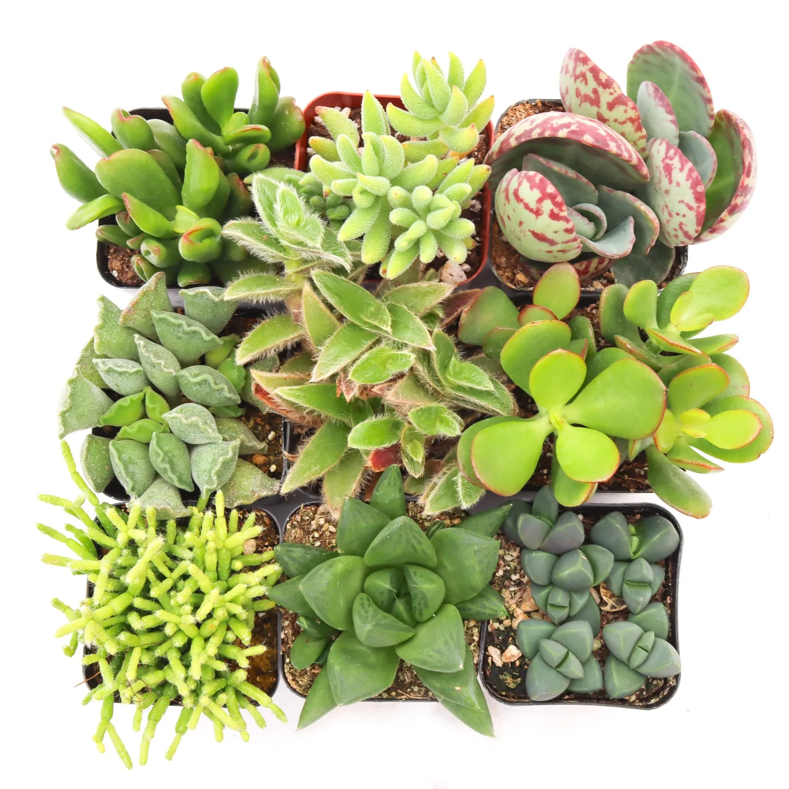 'Indoor' Succulent Pack