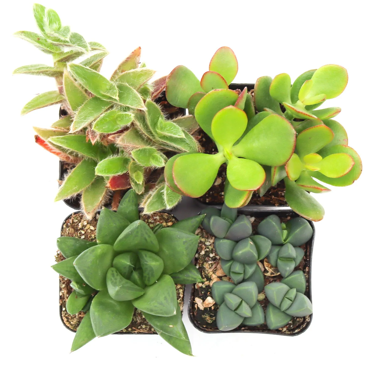 'Indoor' Succulent Pack