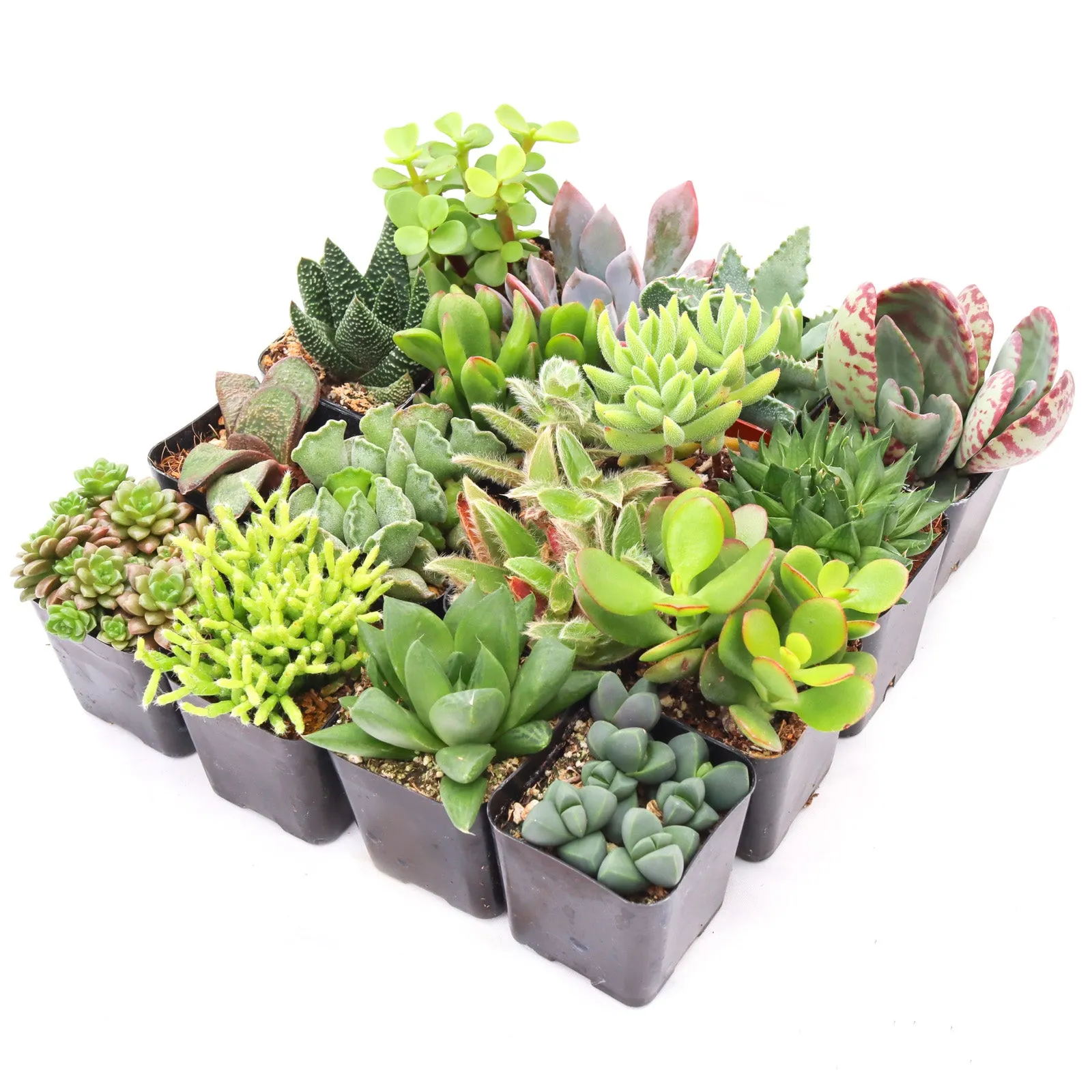 'Indoor' Succulent Pack