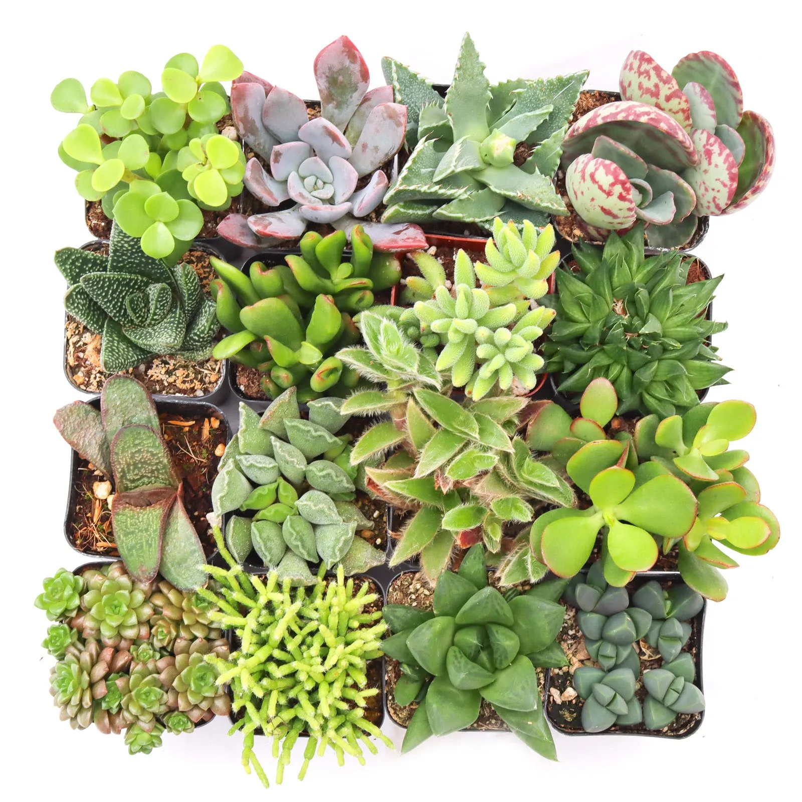 'Indoor' Succulent Pack