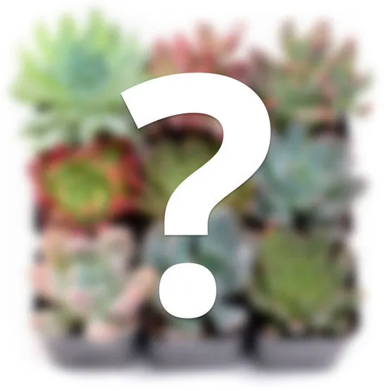 'Mystery' Succulent Pack