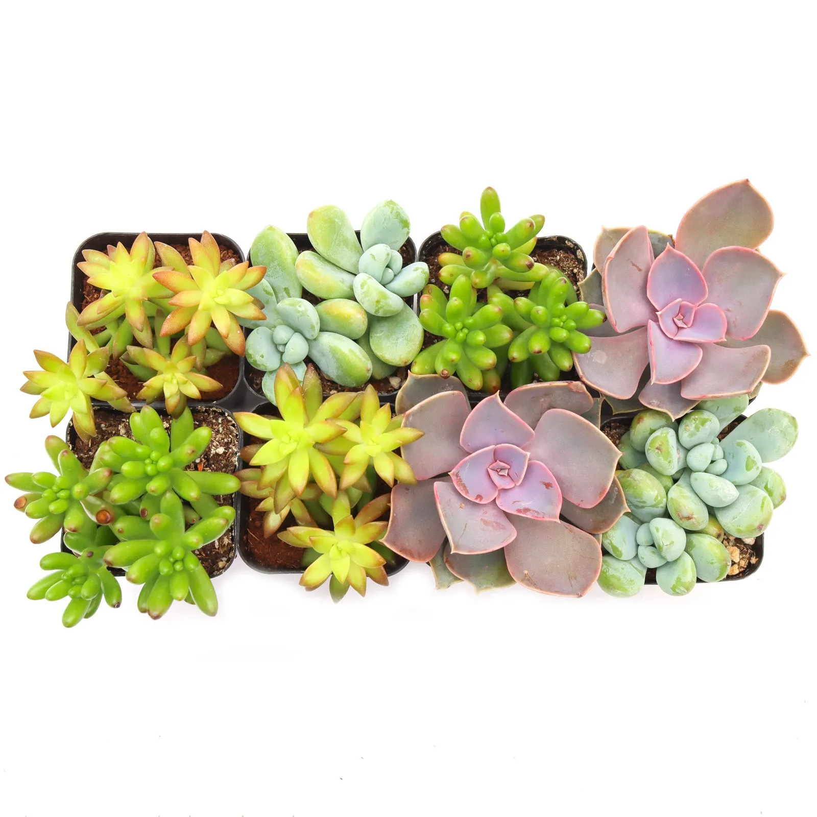 'Pet Safe' Succulent Pack