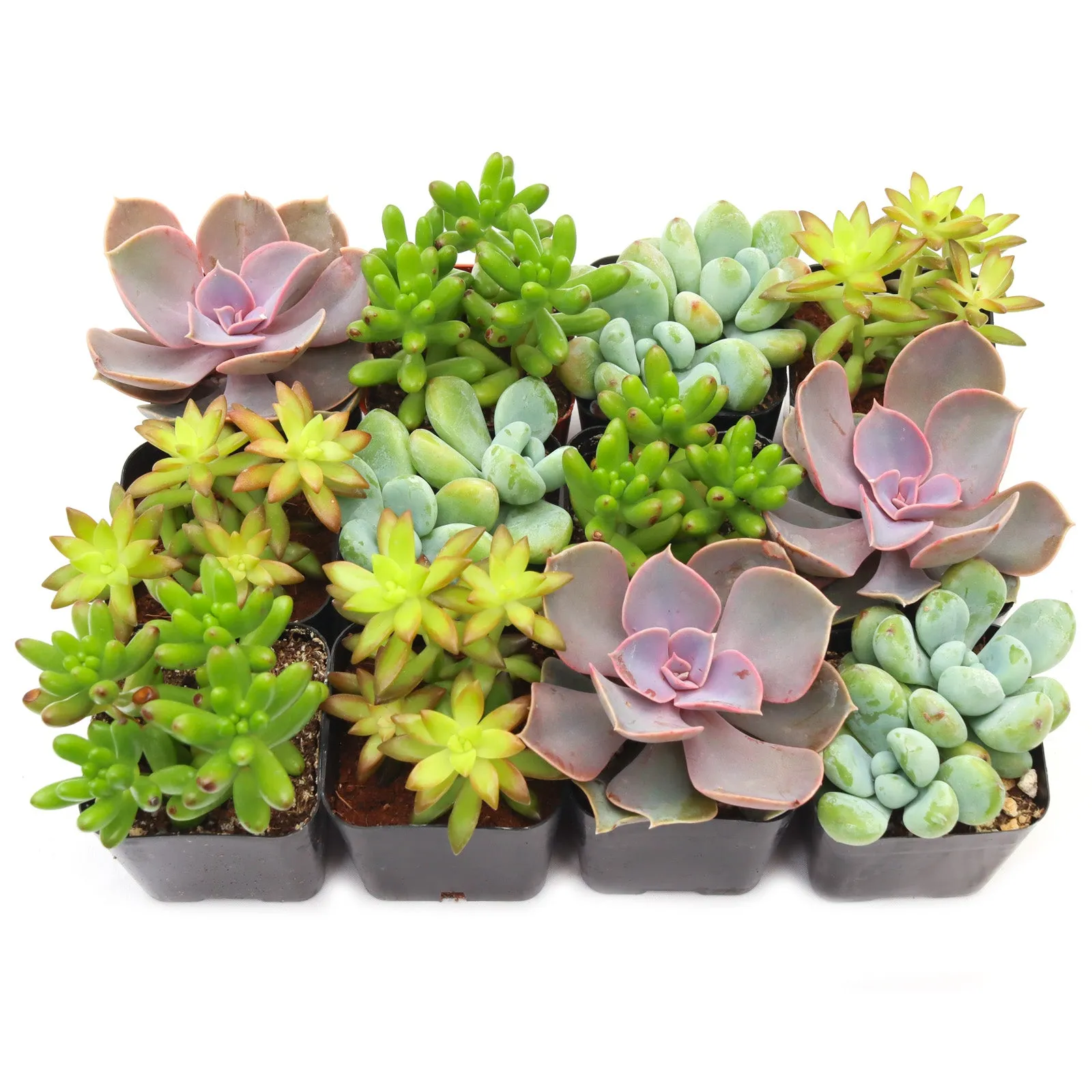 'Pet Safe' Succulent Pack