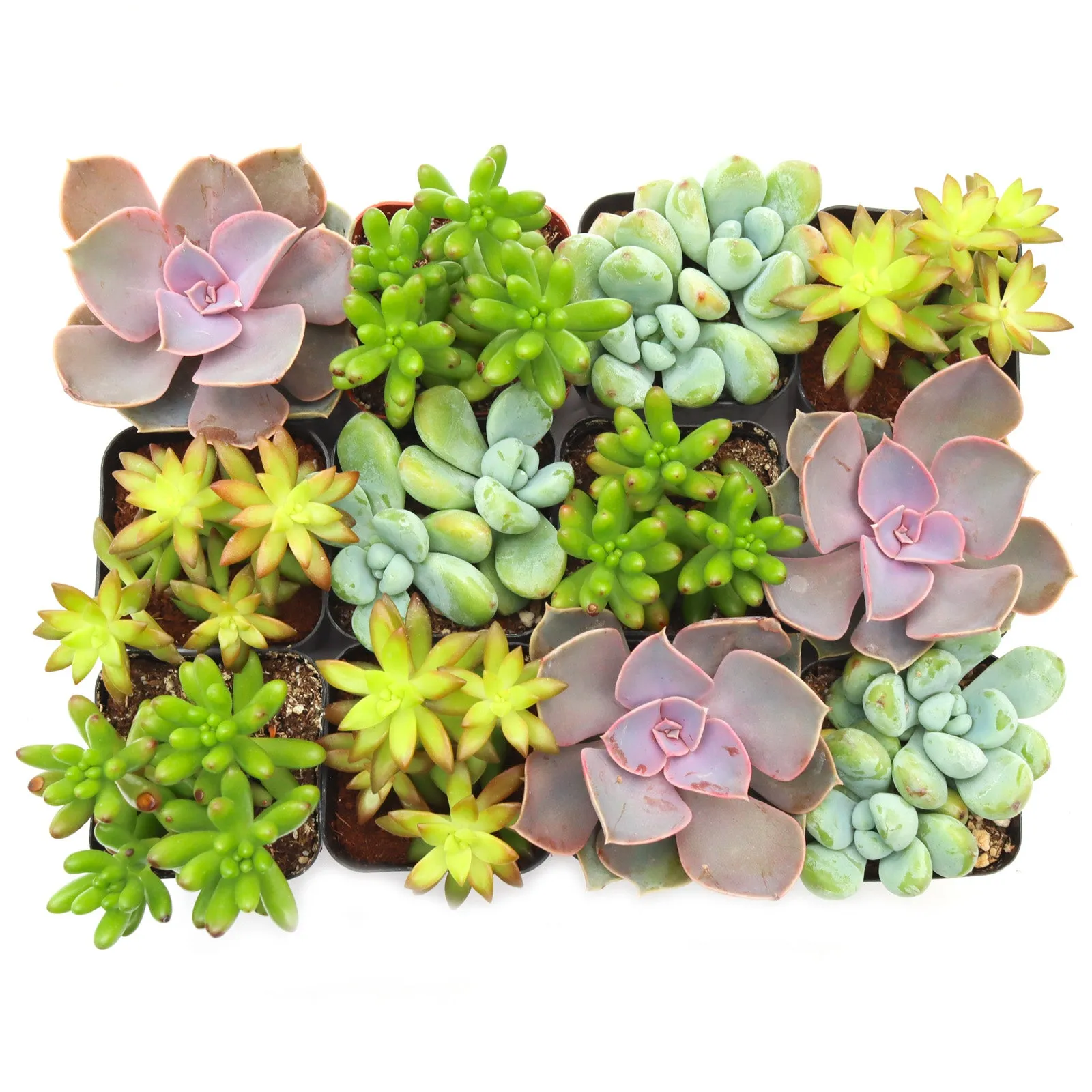 'Pet Safe' Succulent Pack