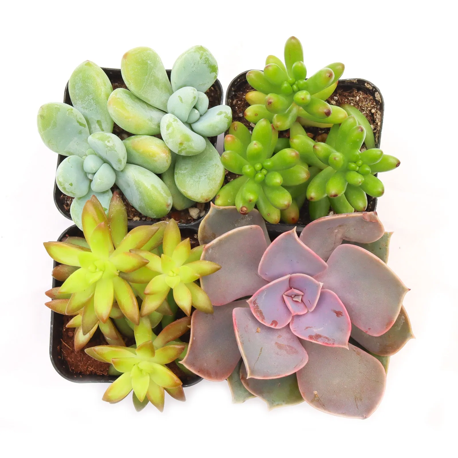 'Pet Safe' Succulent Pack