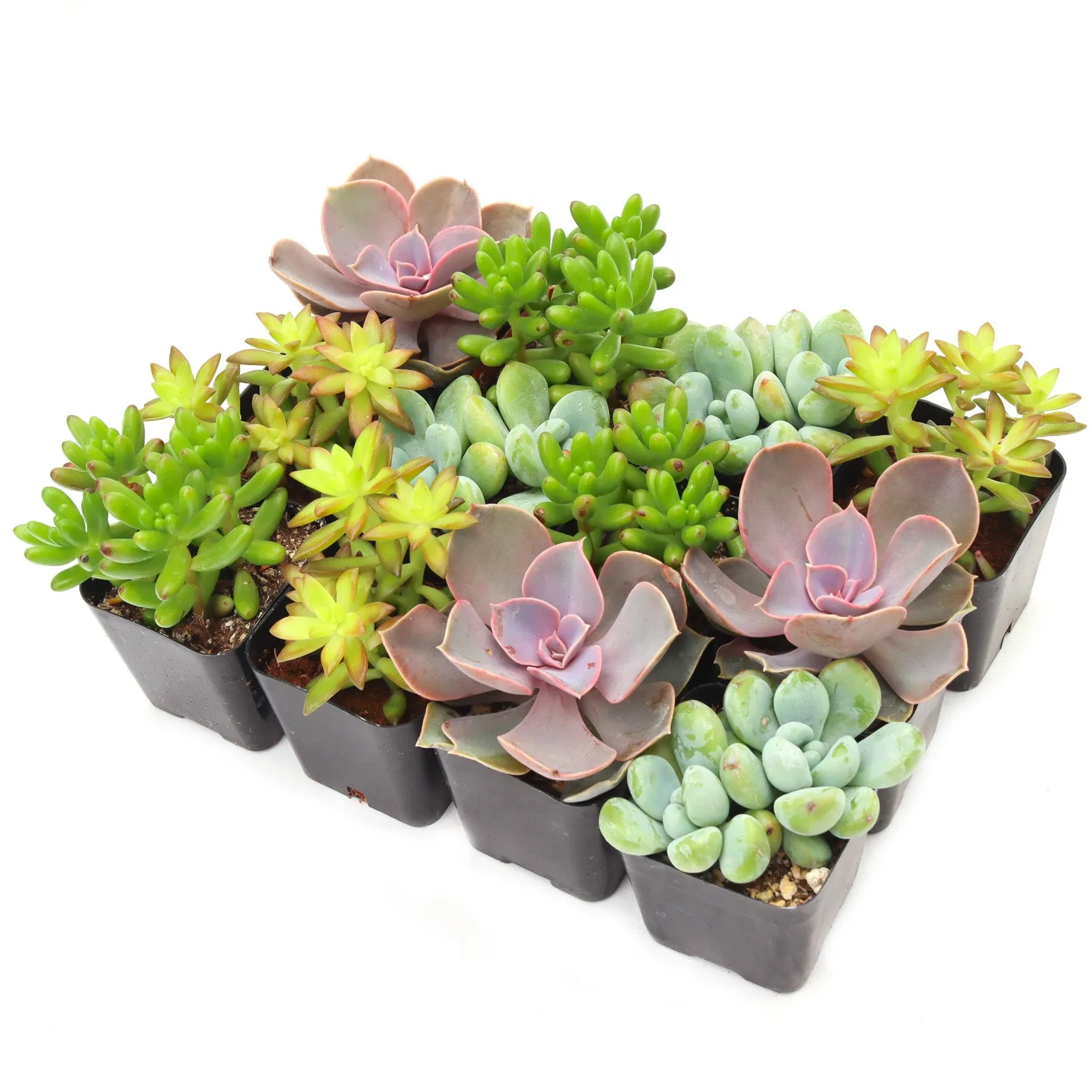 'Pet Safe' Succulent Pack