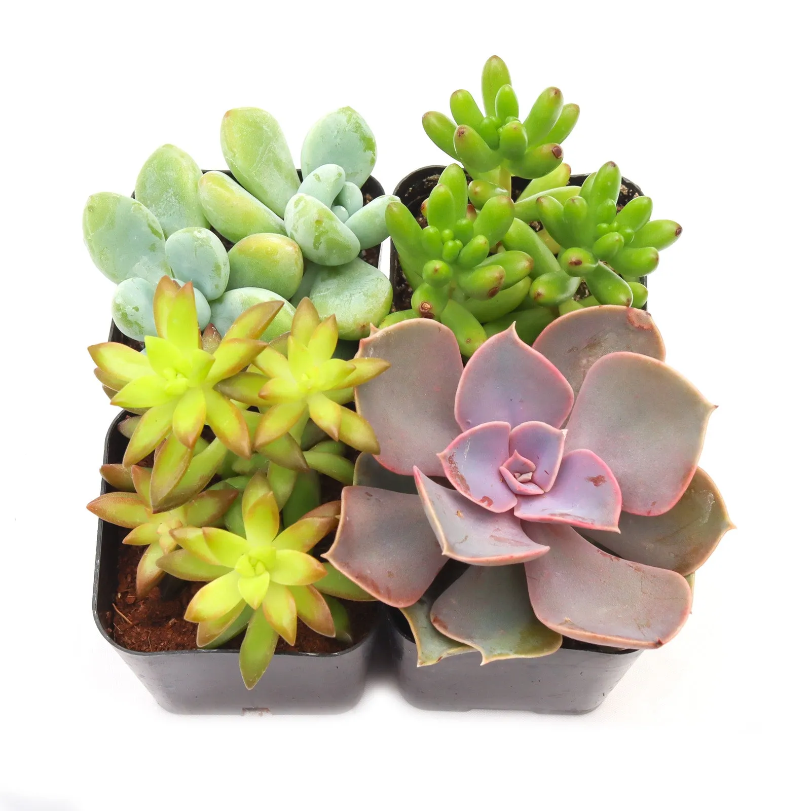 'Pet Safe' Succulent Pack