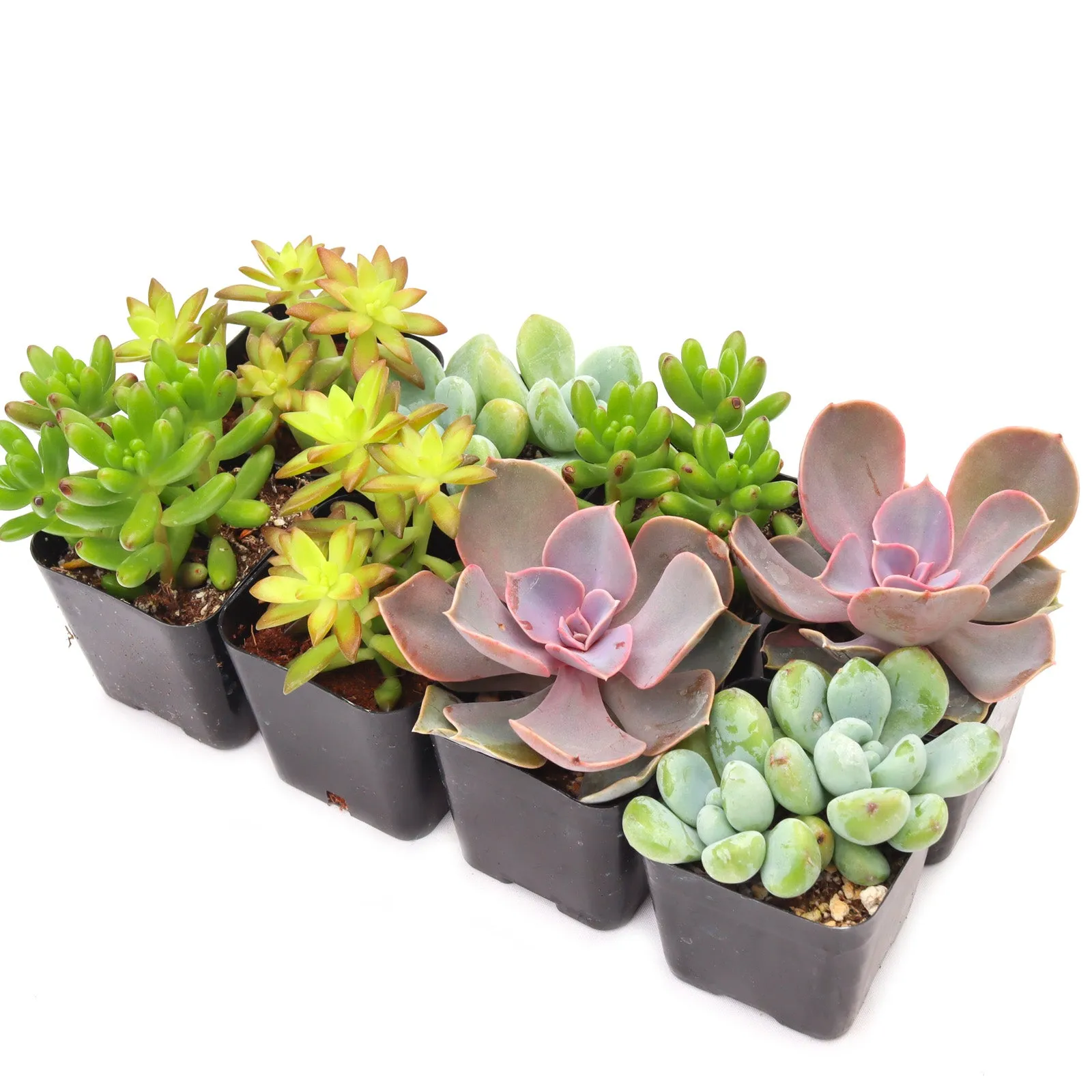'Pet Safe' Succulent Pack