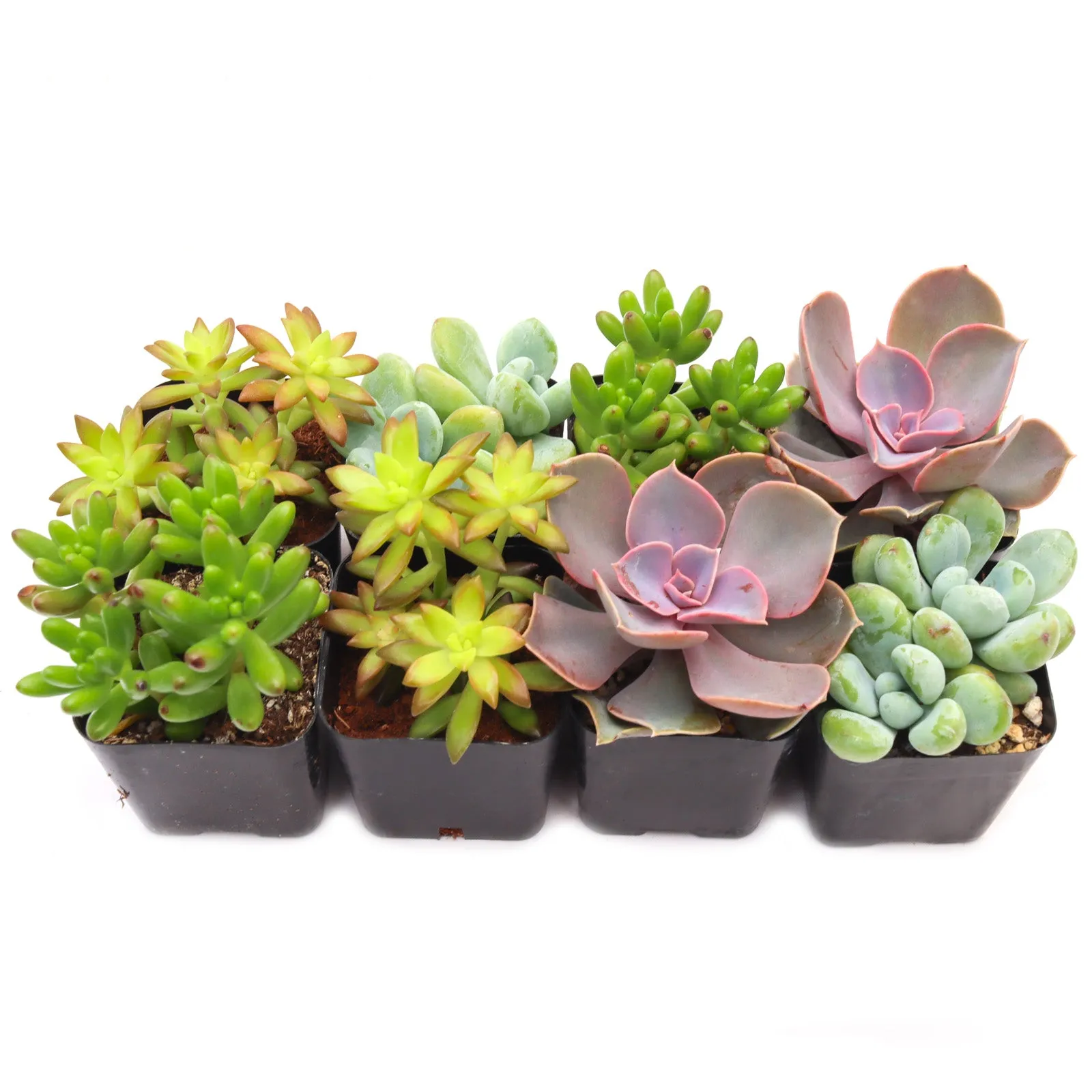 'Pet Safe' Succulent Pack