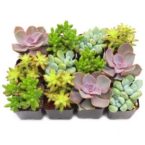 'Pet Safe' Succulent Pack