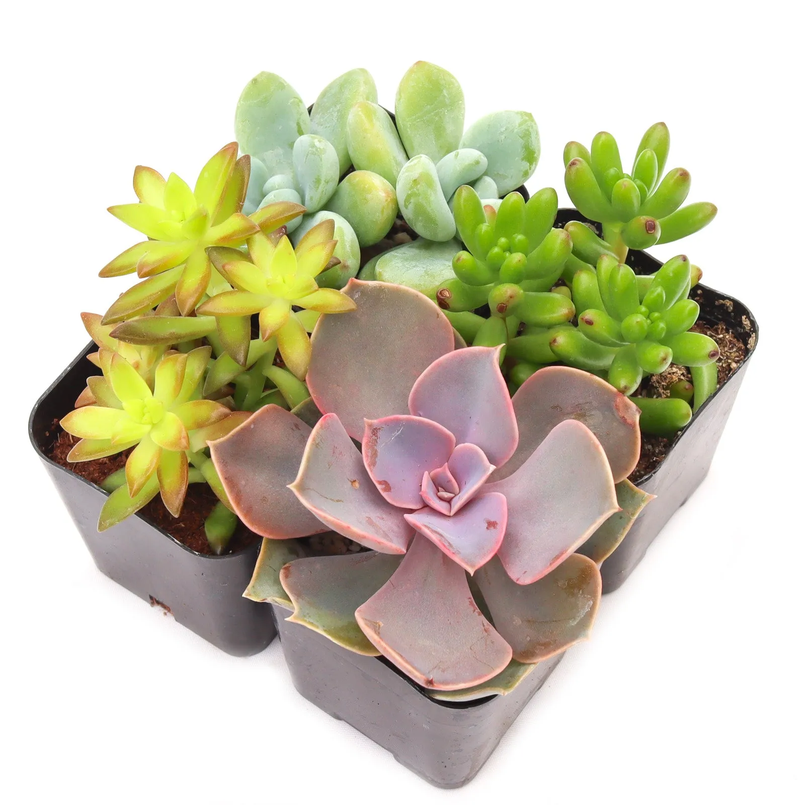 'Pet Safe' Succulent Pack