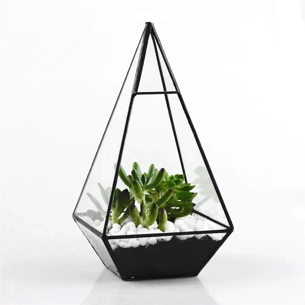 Plants Geometric Succulents Terrarium
