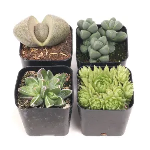 'Rock Garden' Succulent Pack