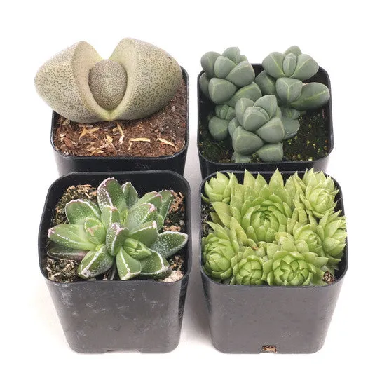 'Rock Garden' Succulent Pack
