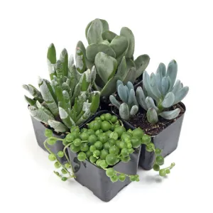 'Senecio' Succulent Pack