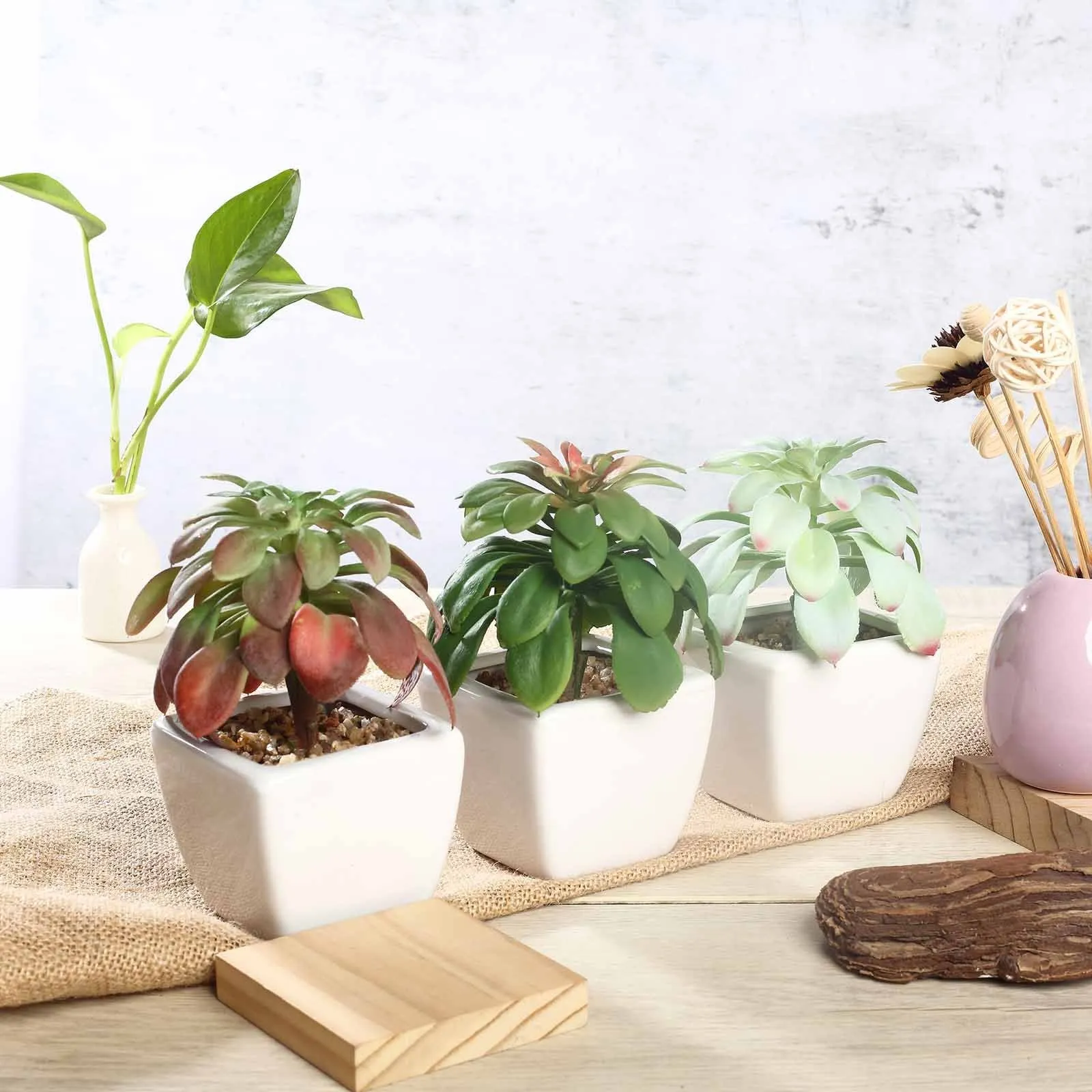 Set of 3 | 5'' Assorted Echeveria or Grape Artificial Plants with Pots